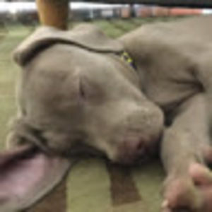 Meet your Posher, Maya